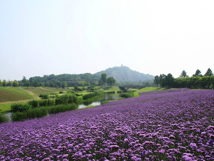 柳叶马鞭草花海