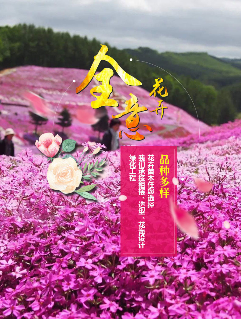 青州市全意花卉苗木种植有限公司-承揽花海设计,花海建造的公司